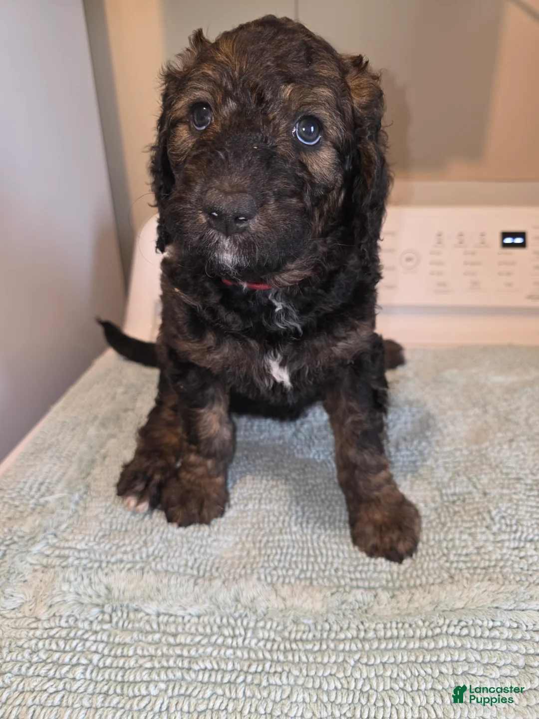 Bernedoodle dogs for sale: Tip Toe - Ad 1