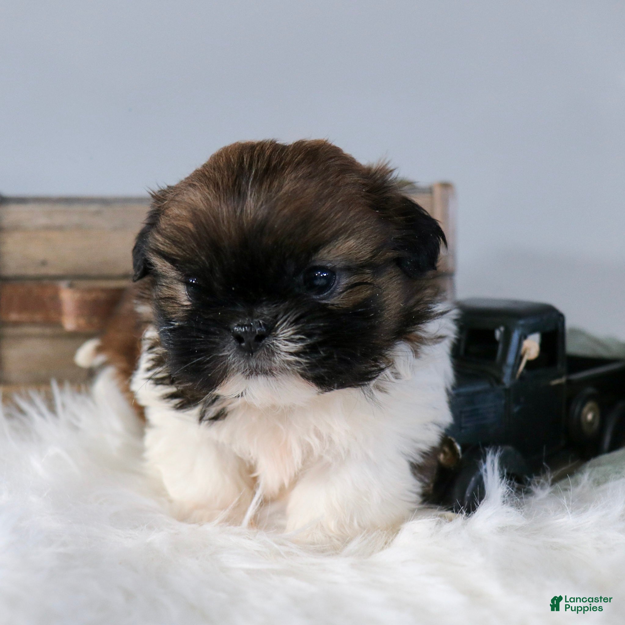 Shih Tzu dogs Jackie Shih Tzu Puppy  - Ad 1