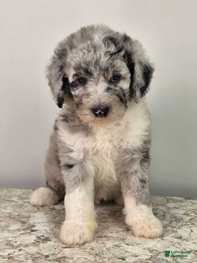 Mini Sheepadoodle dogs Blueberry - Ad 19