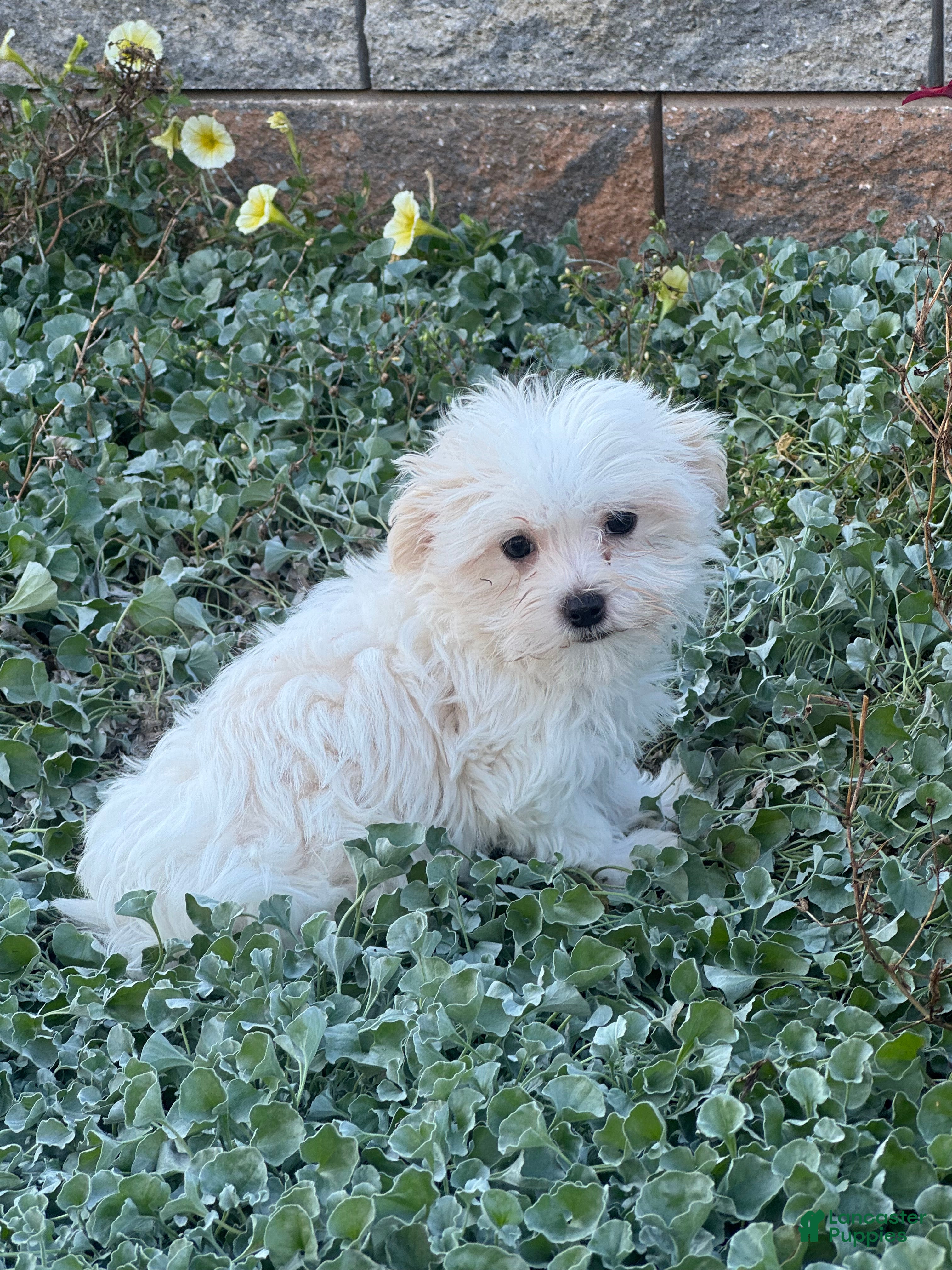 Maltese dogs Moose - Ad 29