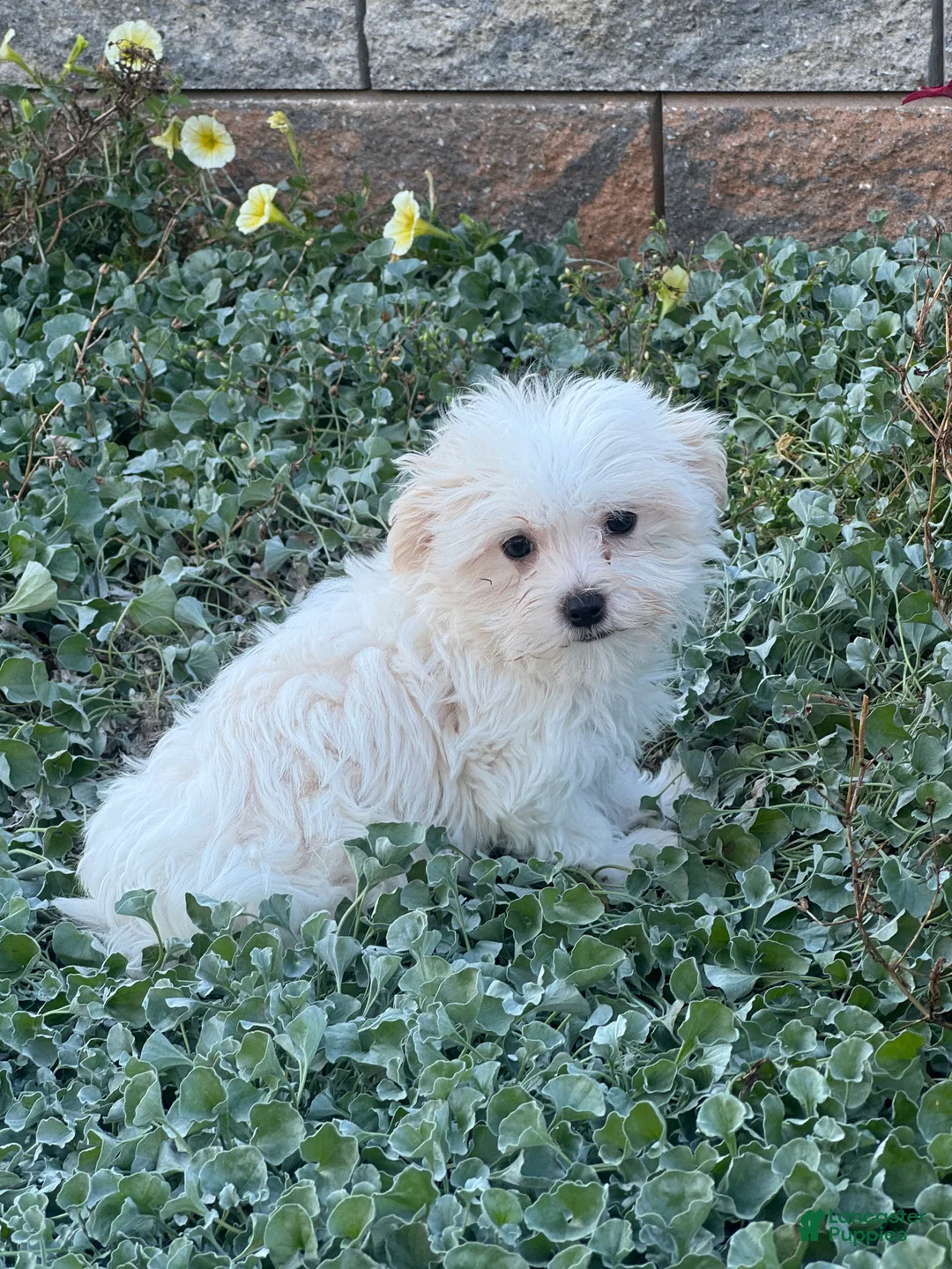 Maltese dogs for sale: Moose - Ad 1