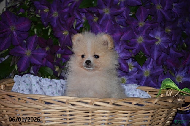 Pomeranian dogs Charlie - Ad 2