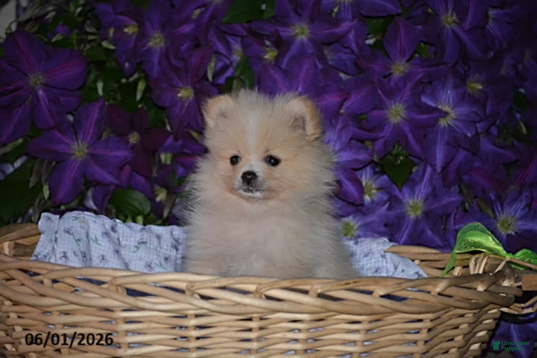 Pomeranian dogs for sale: Charlie - Ad 2