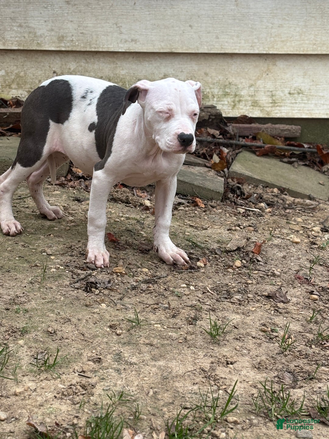 Mixed Breed dogs for sale: Myla - Ad 4