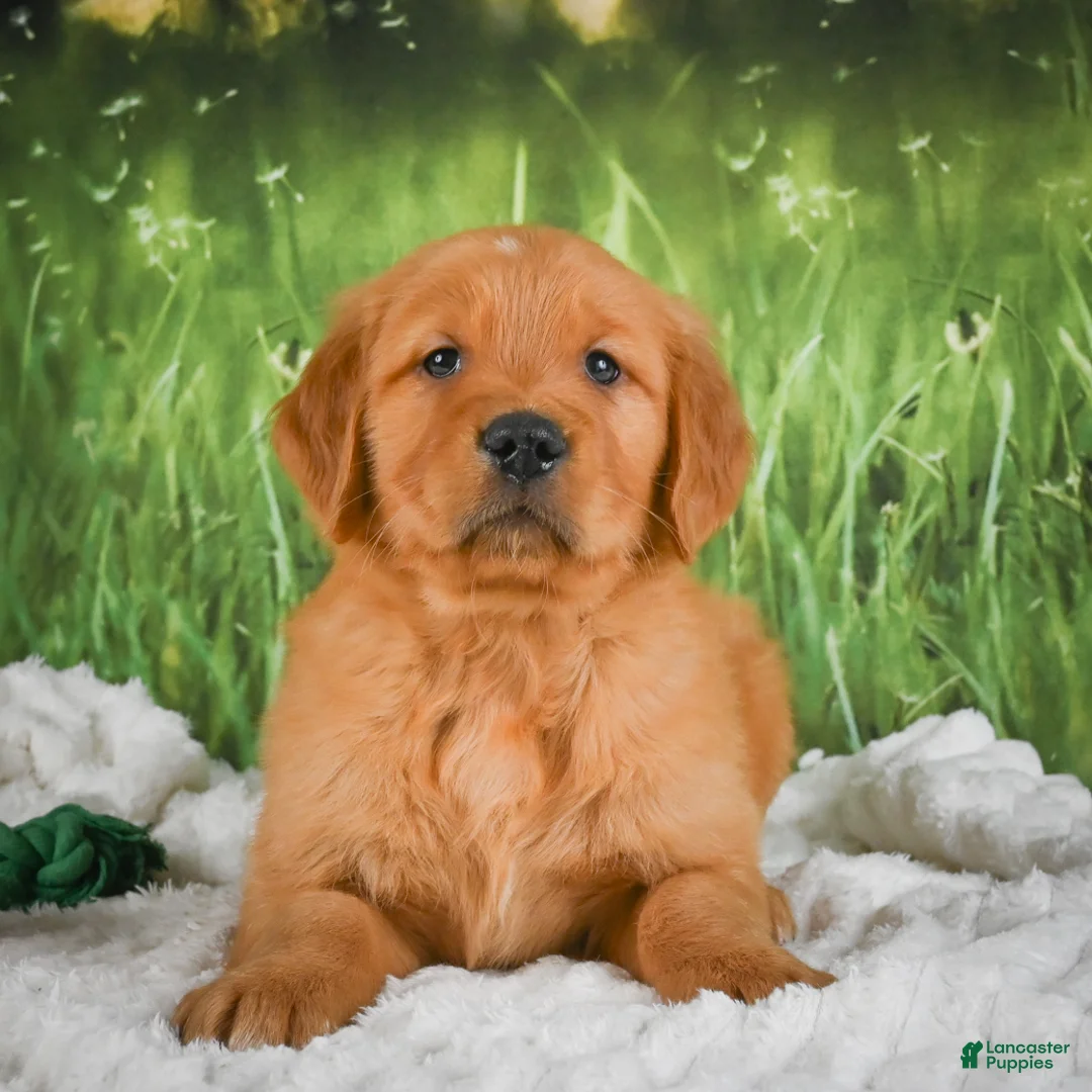 Golden Retriever dogs for sale: Kobe - Ad 2