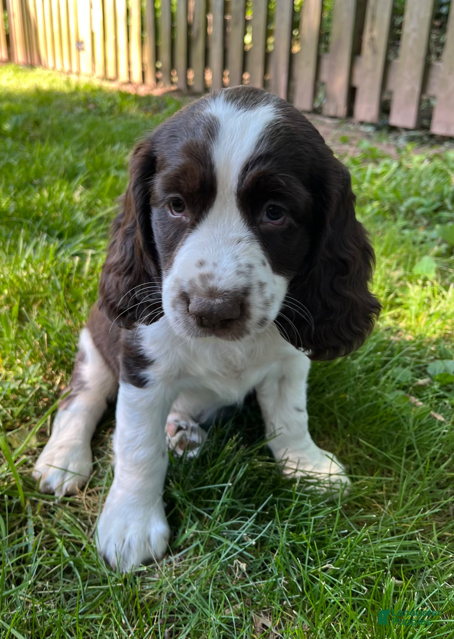 English Springer Spaniel dogs Dotty - Ad 27