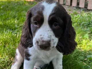 English Springer Spaniel dogs Dotty - Ad 27