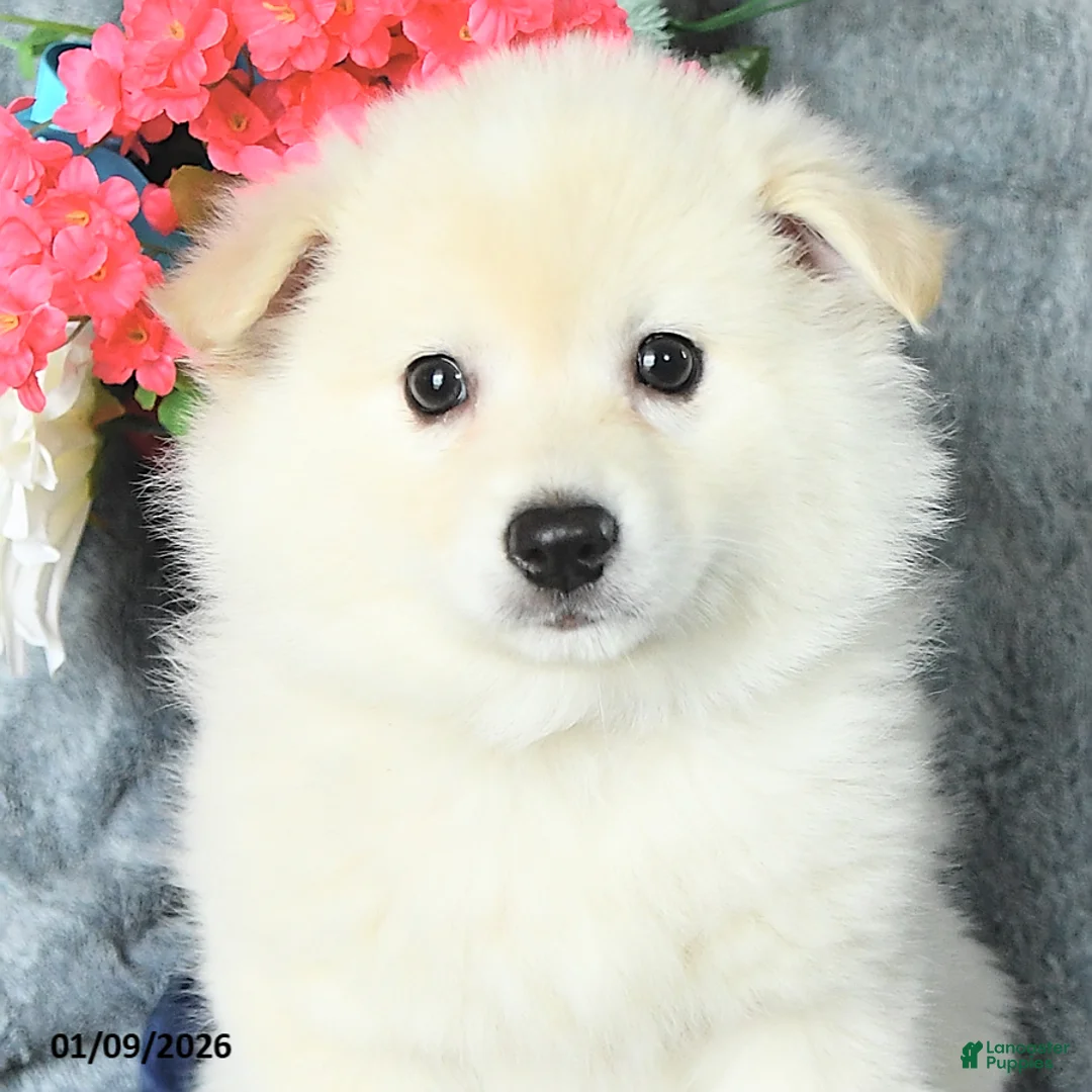 American Eskimo dogs for sale: Bubbles - Ad 5