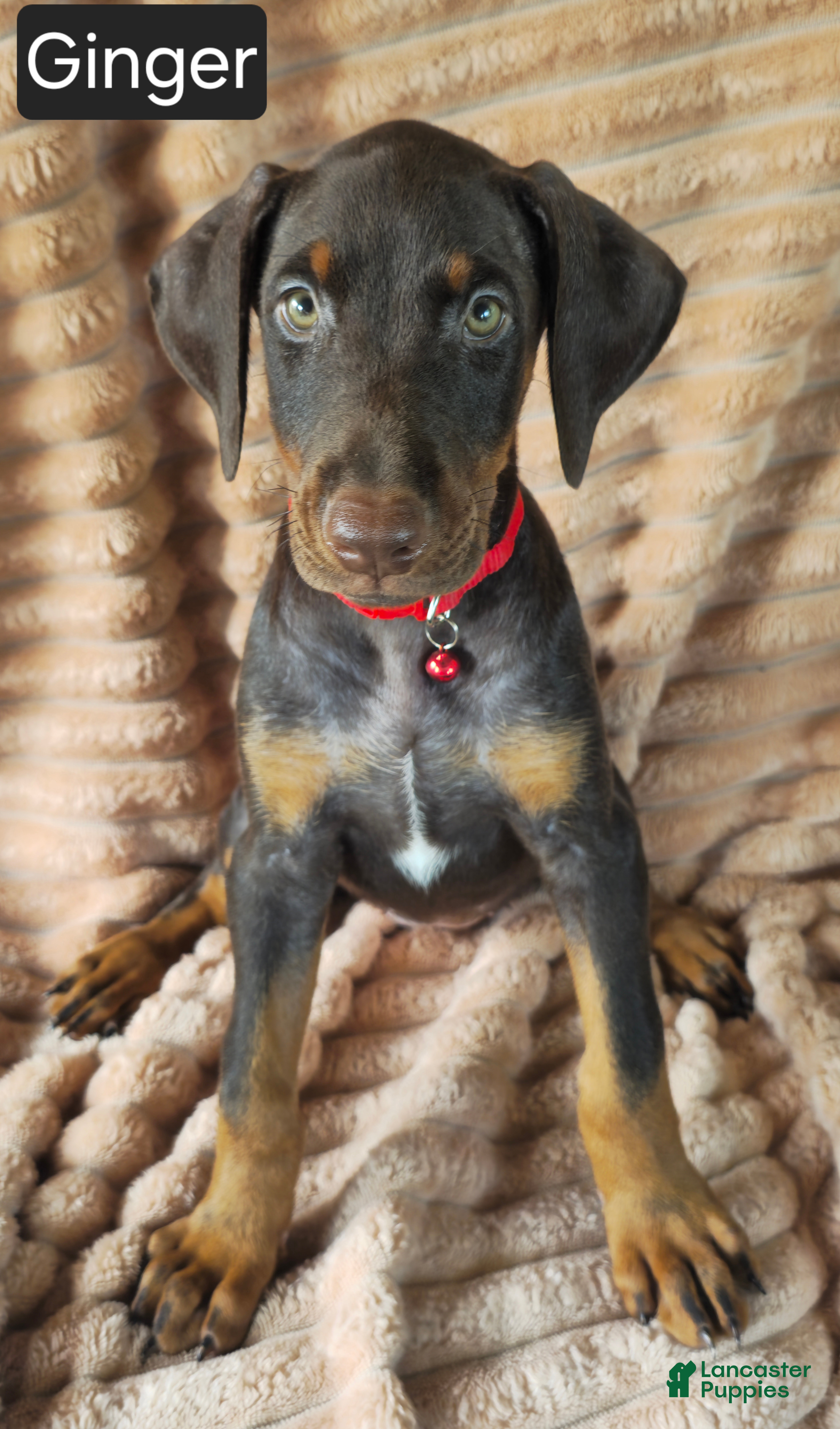 Doberman Pinscher dogs Ginger  - Ad 1