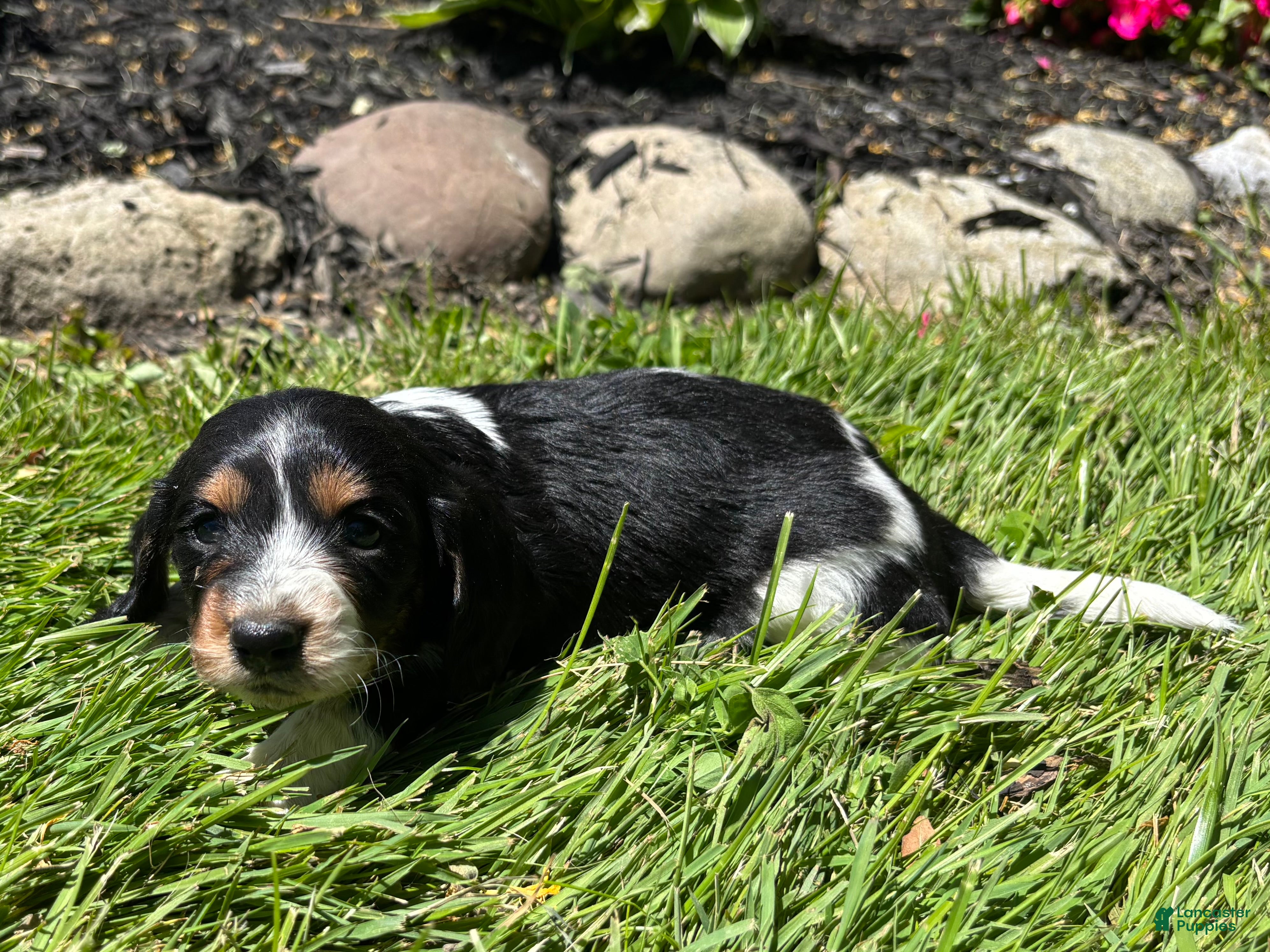 Miniature Dachshund dogs Ginger  - Ad 2