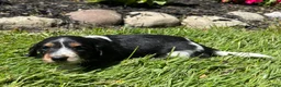 Miniature Dachshund dogs for sale: Ginger  - Ad 2