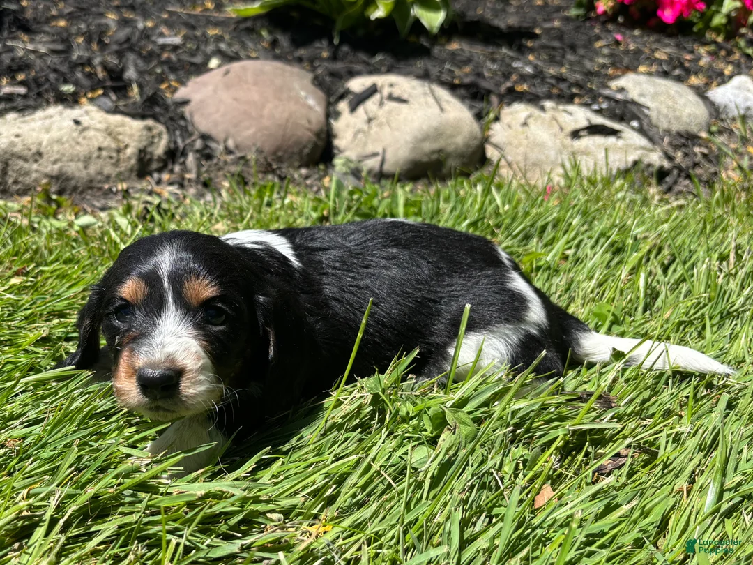 Miniature Dachshund dogs for sale: Ginger  - Ad 2