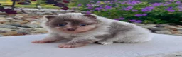 Pomeranian dogs for sale: Winston - Ad 3