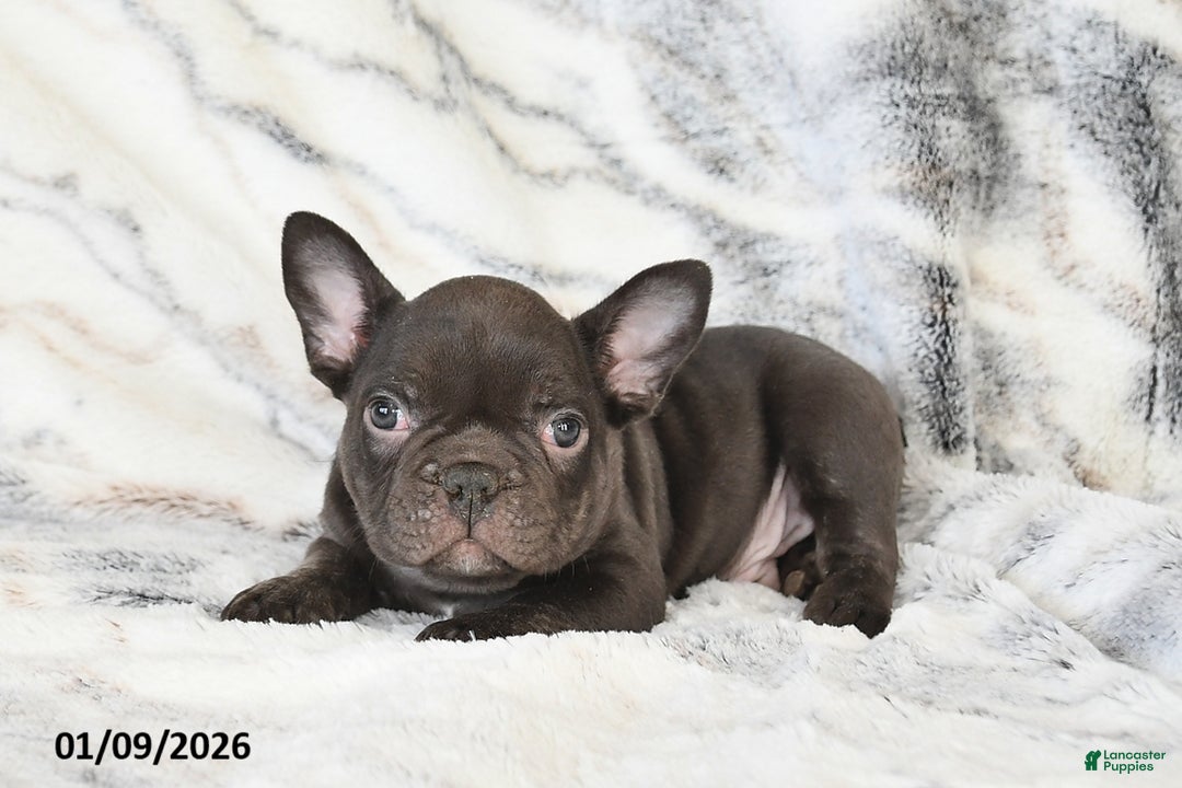 Mixed Breed dogs for sale: Nixon - Ad 4