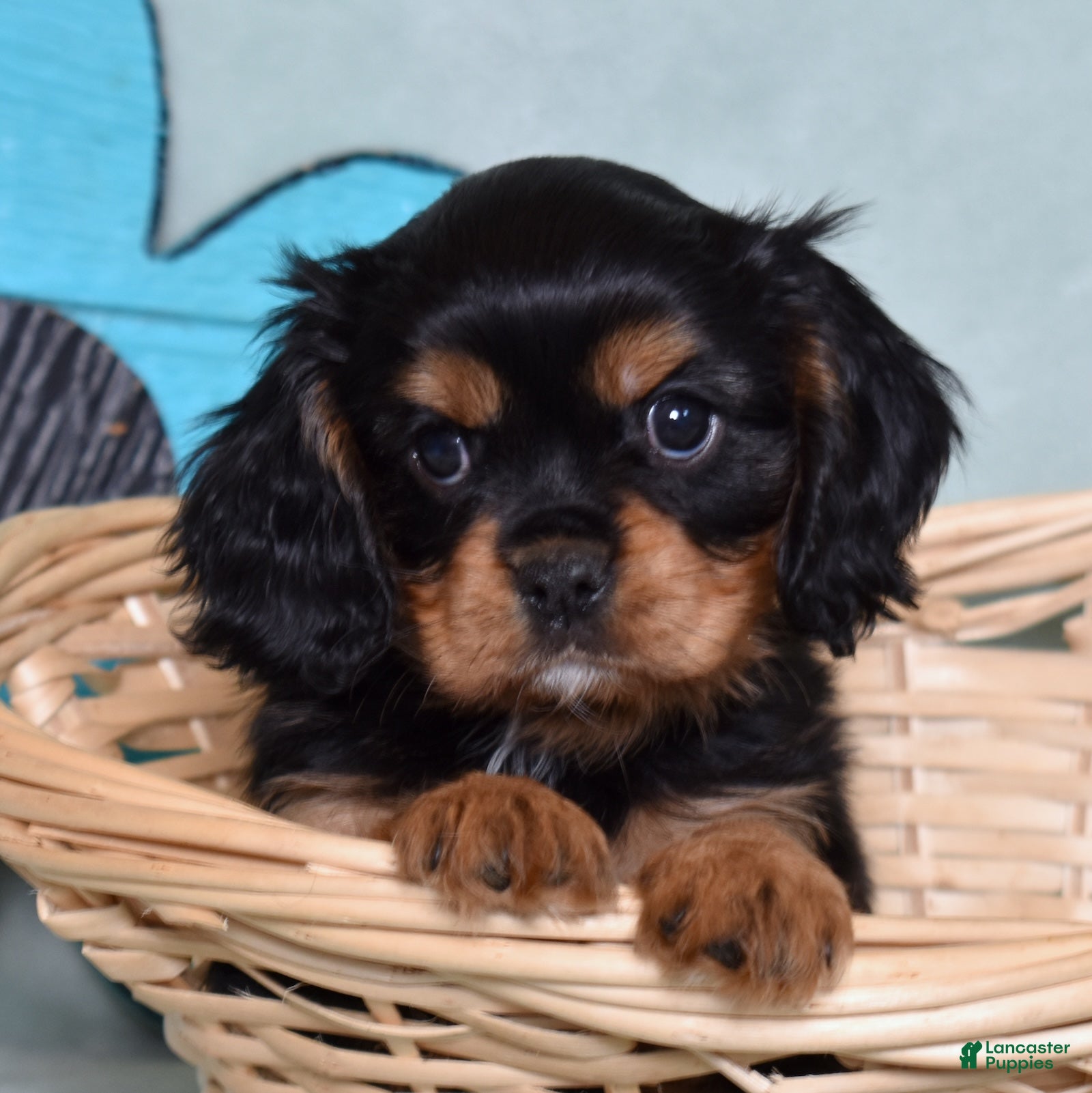 Cavalier King Charles Spaniel dogs Bear - Ad 1