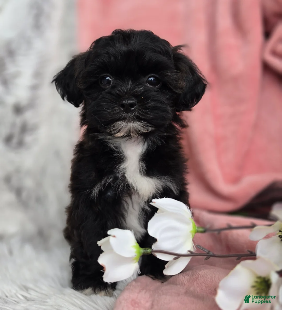 Shihpoo dogs for sale: Lacey - Ad 2