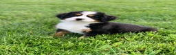 Bernese Mountain Dog dogs for sale: Elvis - Ad 8