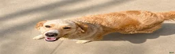 Goberian dogs for sale: Kiwi - Ad 5