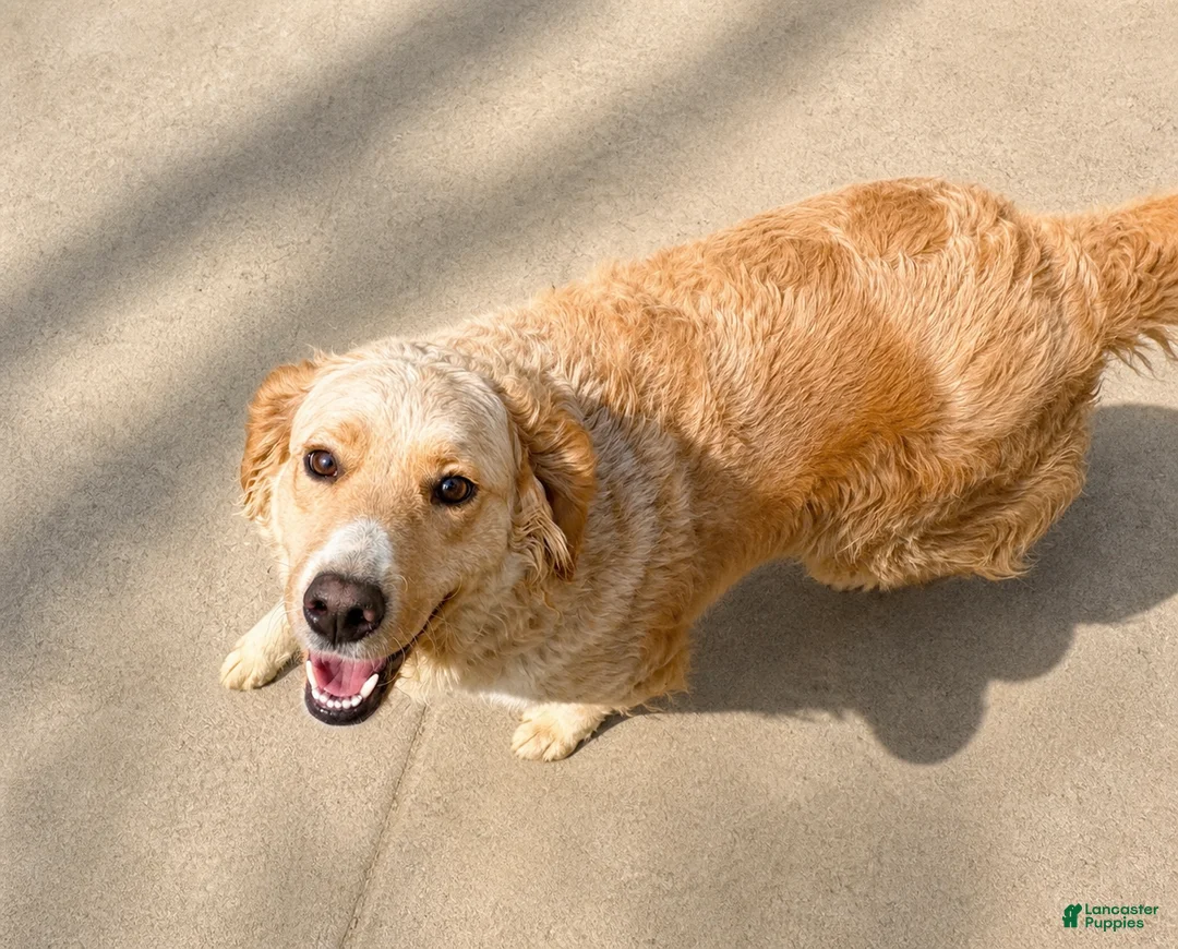 Goberian dogs for sale: Kiwi - Ad 5