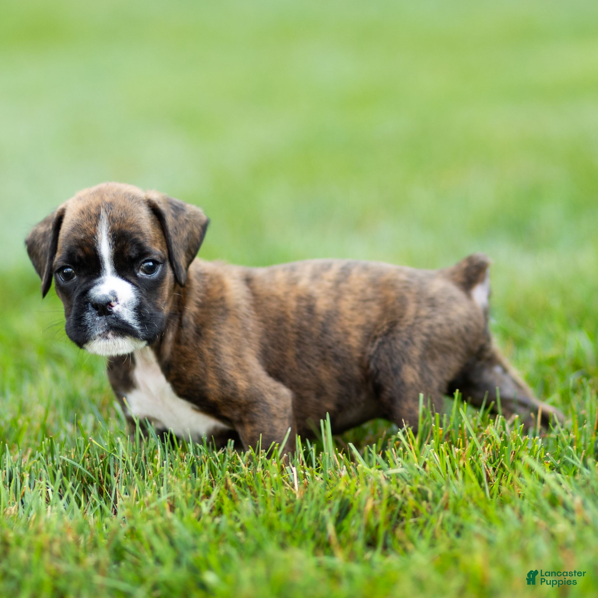 Boxer dogs Lester Boxer Puppy  - Ad 1