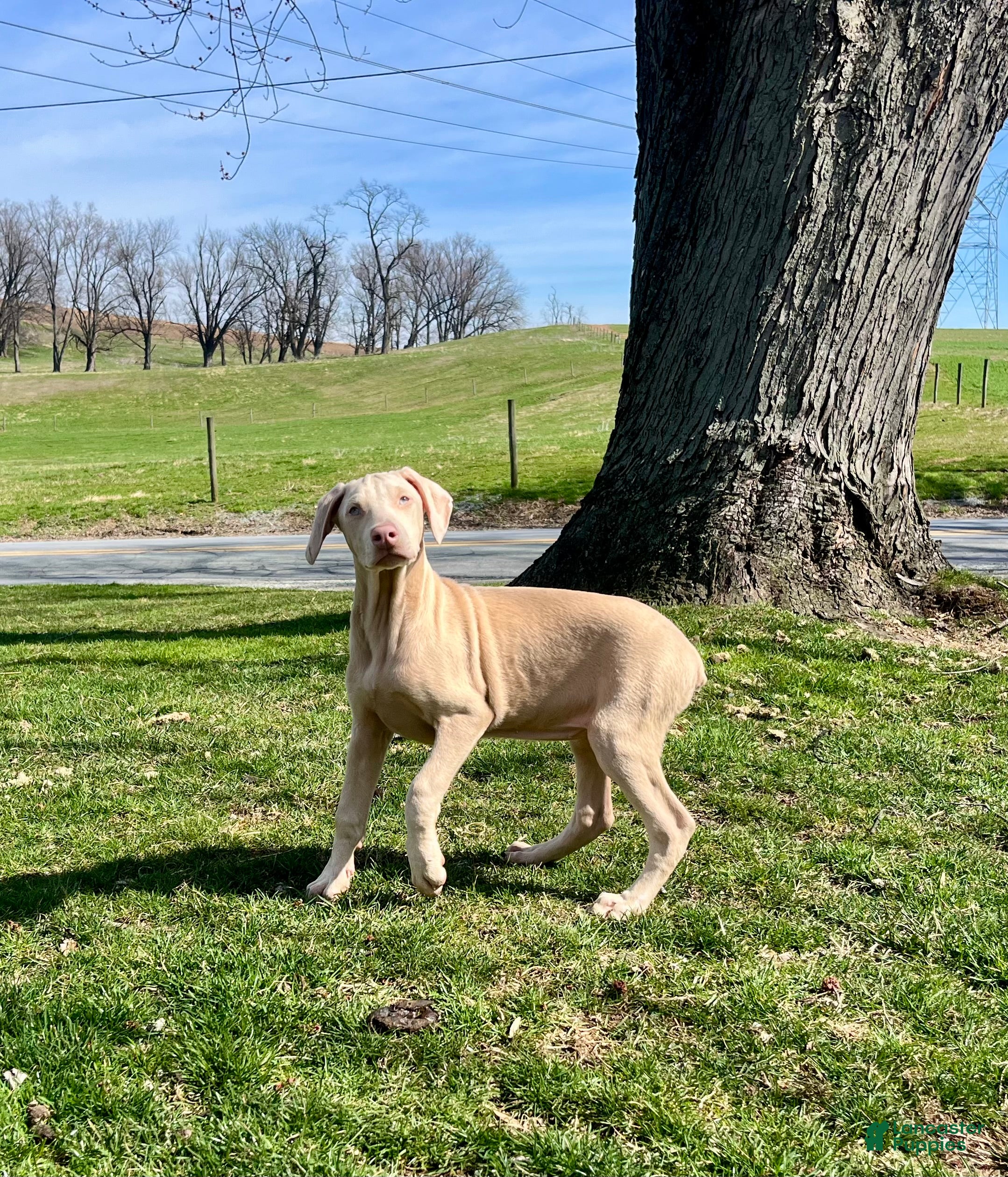 Doberman Pinscher dogs Tristen❤️🐾AKC Registered❤️🐾Call or text 717-837-3447 - Ad 41
