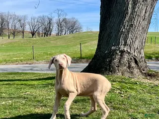 Doberman Pinscher dogs Tristen❤️🐾AKC Registered❤️🐾Call or text 717-837-3447 - Ad 24