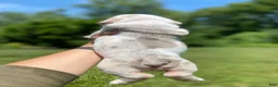 English Bulldog dogs for sale: Dallas - Ad 10