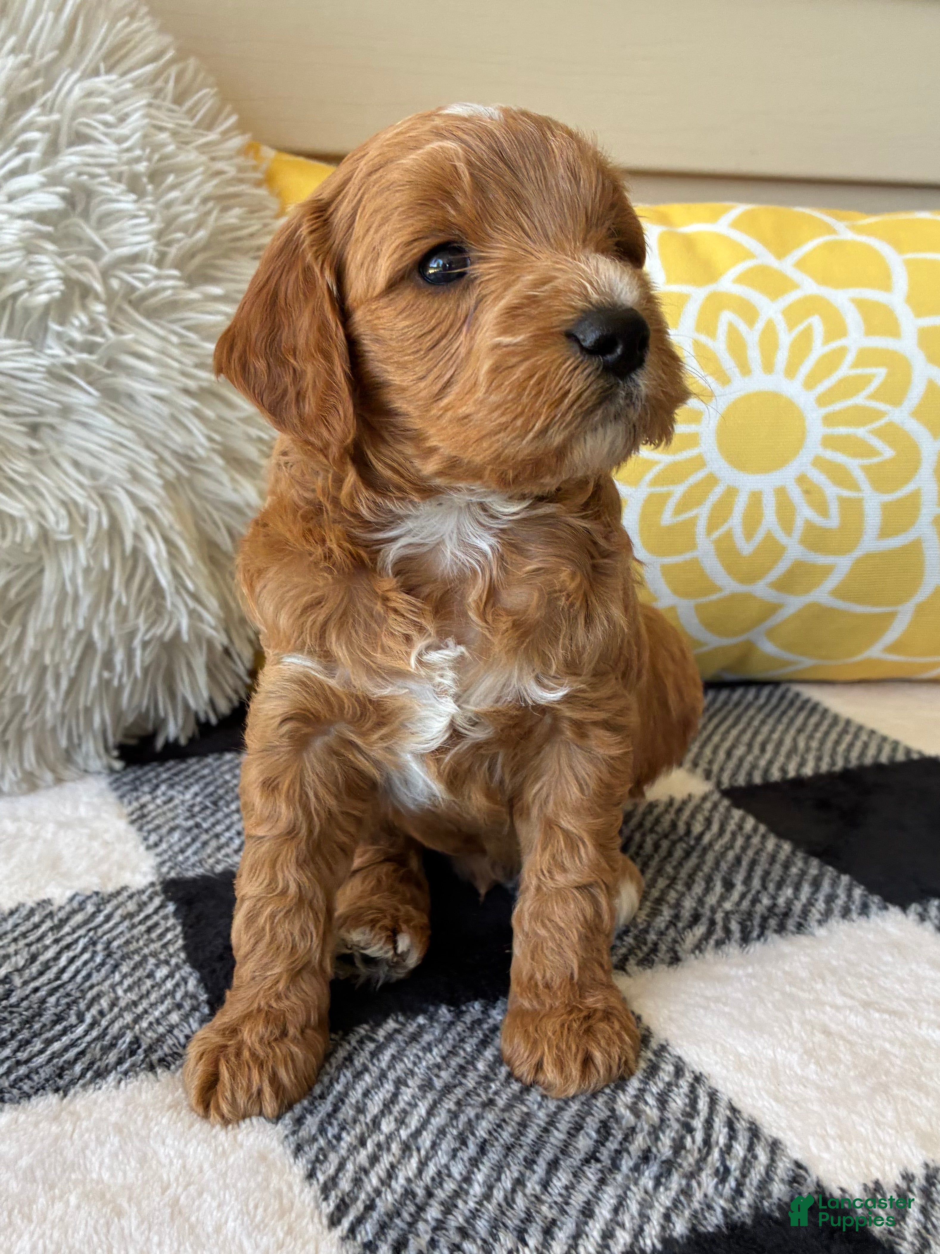 Mini Goldendoodle dogs Mini Goldendoodle “Benji” - Ad 2