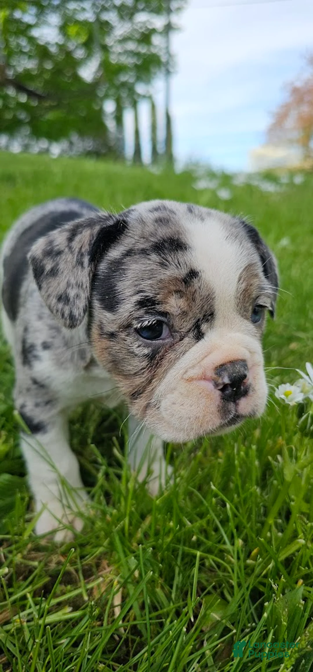 Mixed Breed dogs for sale: Mini Merle Girl - Ad 2