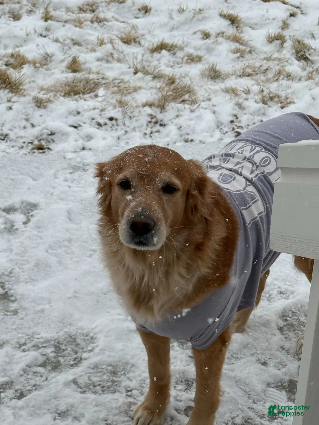 Golden Retriever dogs for sale: Green - Ad 2