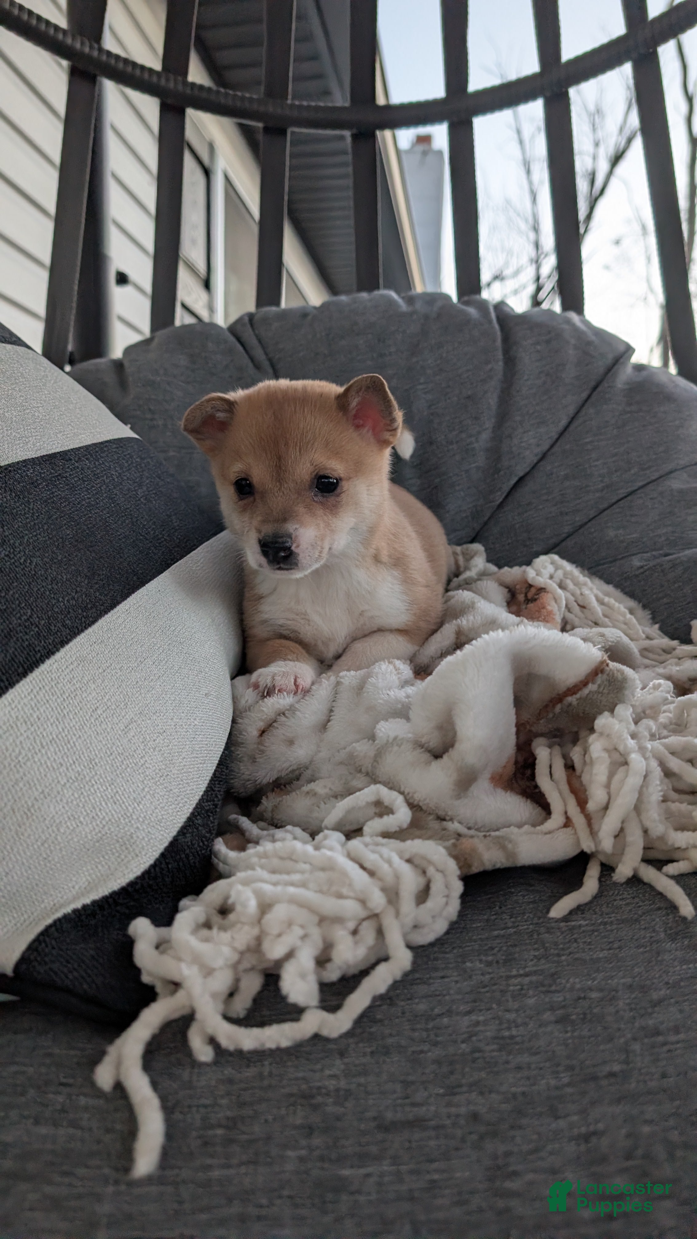 Mixed Breed dogs Piper - Ad 36