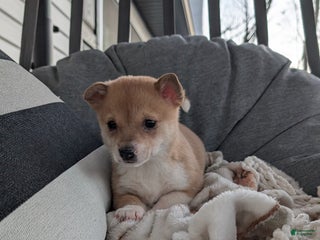 Mixed Breed dogs Piper - Ad 41