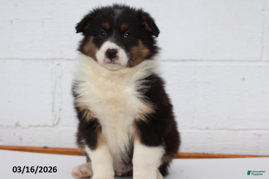 Australian Shepherd dogs Rambo - Ad 2