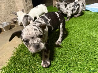 French Bulldog dogs Dukes - Ad 31