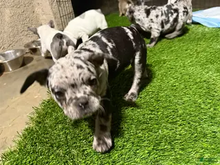 French Bulldog dogs Dukes - Ad 19