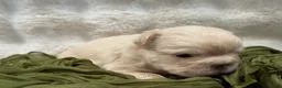 French Bulldog dogs for sale: French Bulldog 4 - Ad 19