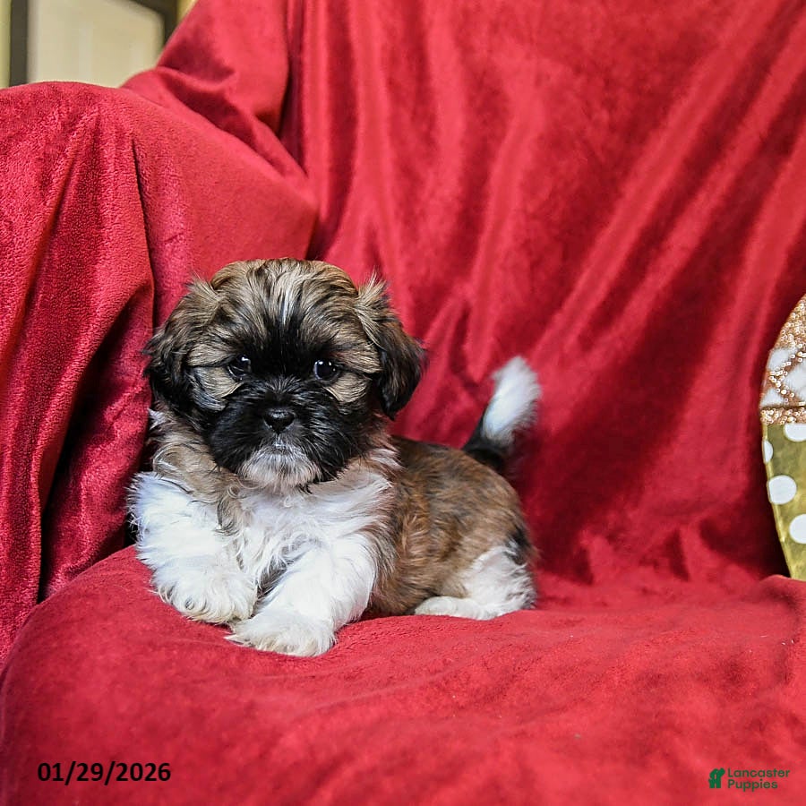 Shih Tzu dogs Coffee - Ad 2