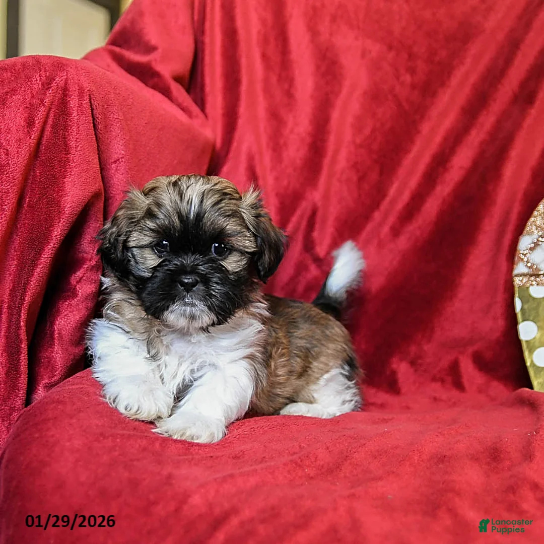Shih Tzu dogs for sale: Coffee - Ad 2