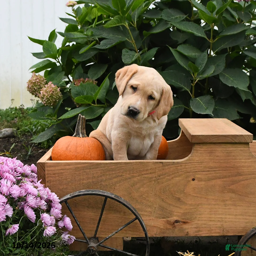 Labrador Retriever dogs for sale: Gumdrop - Ad 2