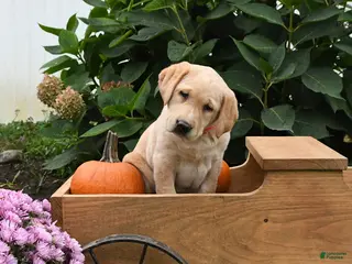 Labrador Retriever dogs Gumdrop - Ad 2