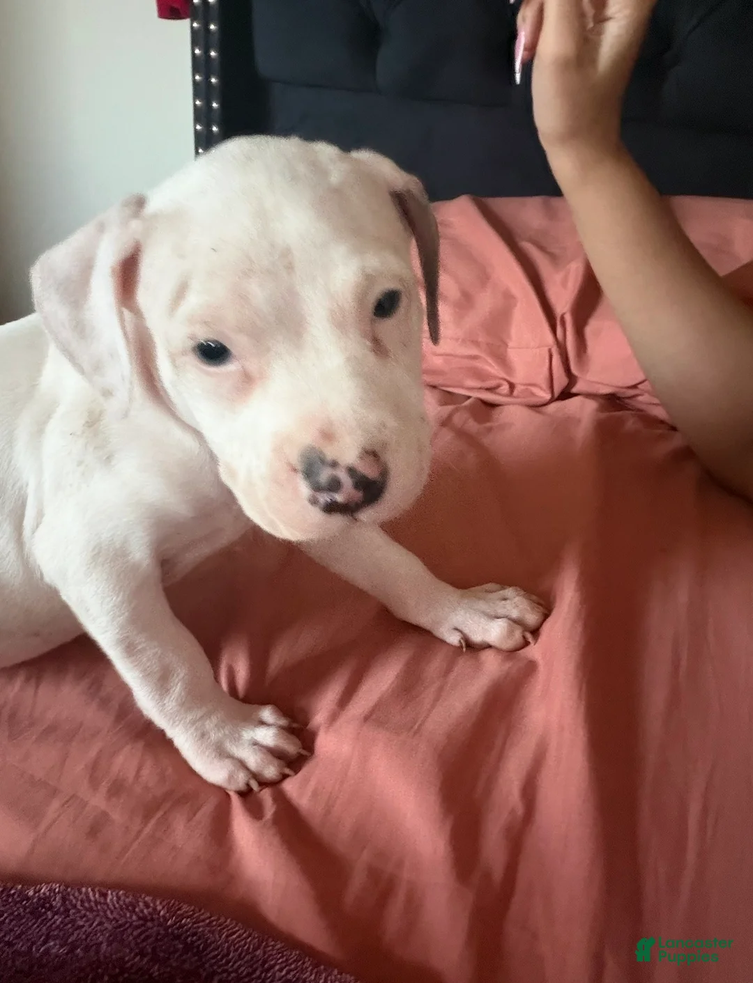 American Staffordshire Terrier dogs for sale: American Staffordshire Terrier Puppy 3 - Ad 1