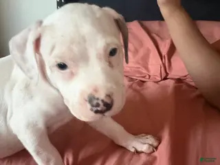 American Staffordshire Terrier dogs American Staffordshire Terrier Puppy 3 - Ad 4