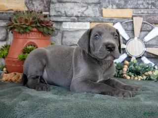 Great Dane dogs for sale: Explorer - Ad 2