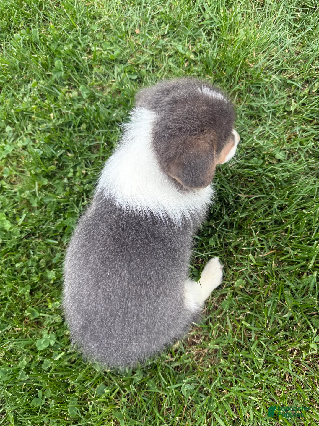 American Corgi dogs for sale: American Corgi Puppy 8 - Ad 2