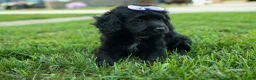 Cavapoo dogs for sale: Raya🎀 - Ad 4