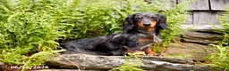 Miniature Dachshund dogs for sale: Kiwi - Ad 6