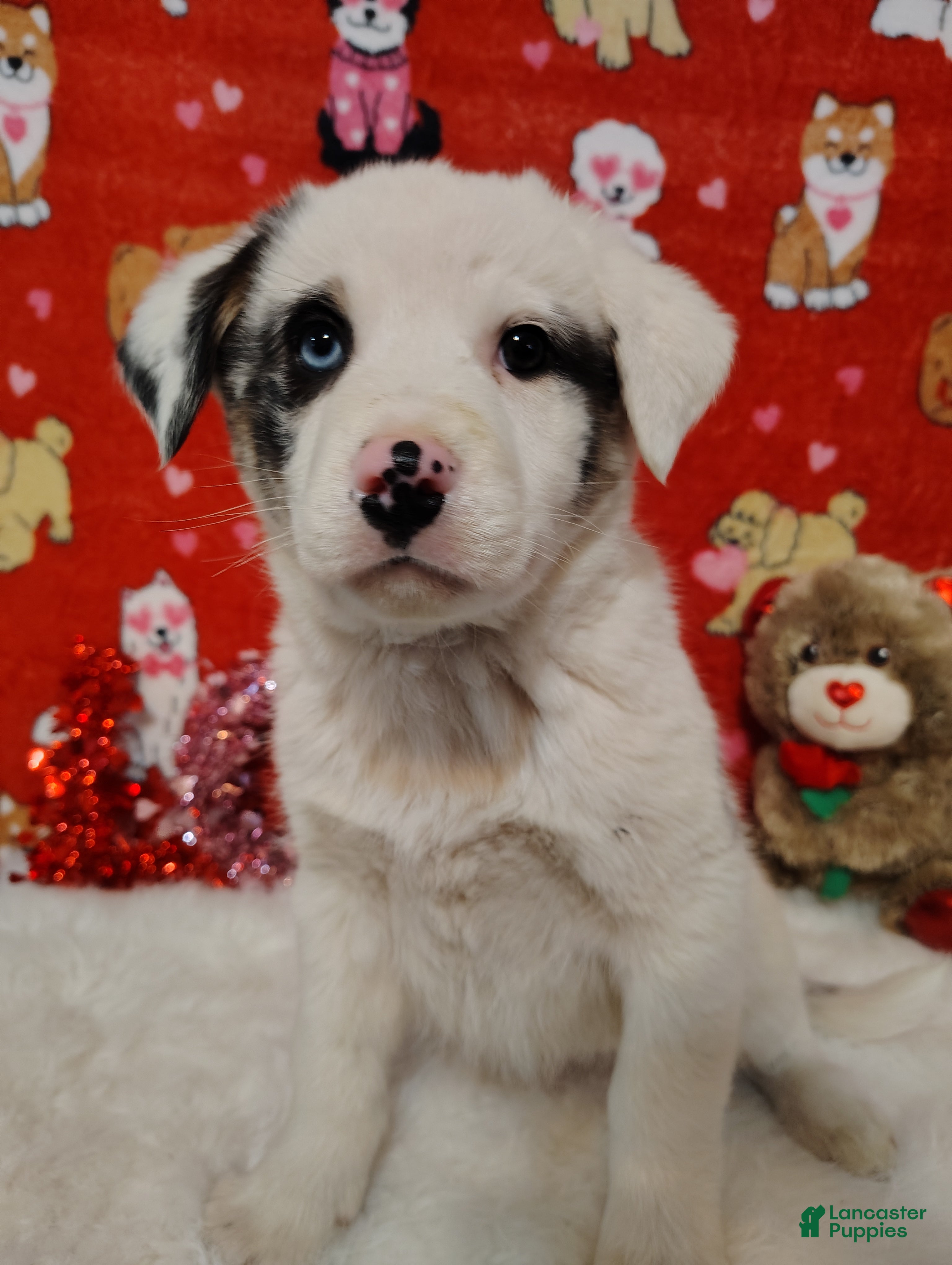 Mixed Breed dogs Wyatt - Ad 3