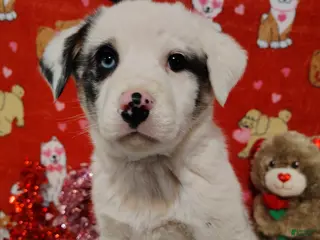 Mixed Breed dogs Wyatt - Ad 6