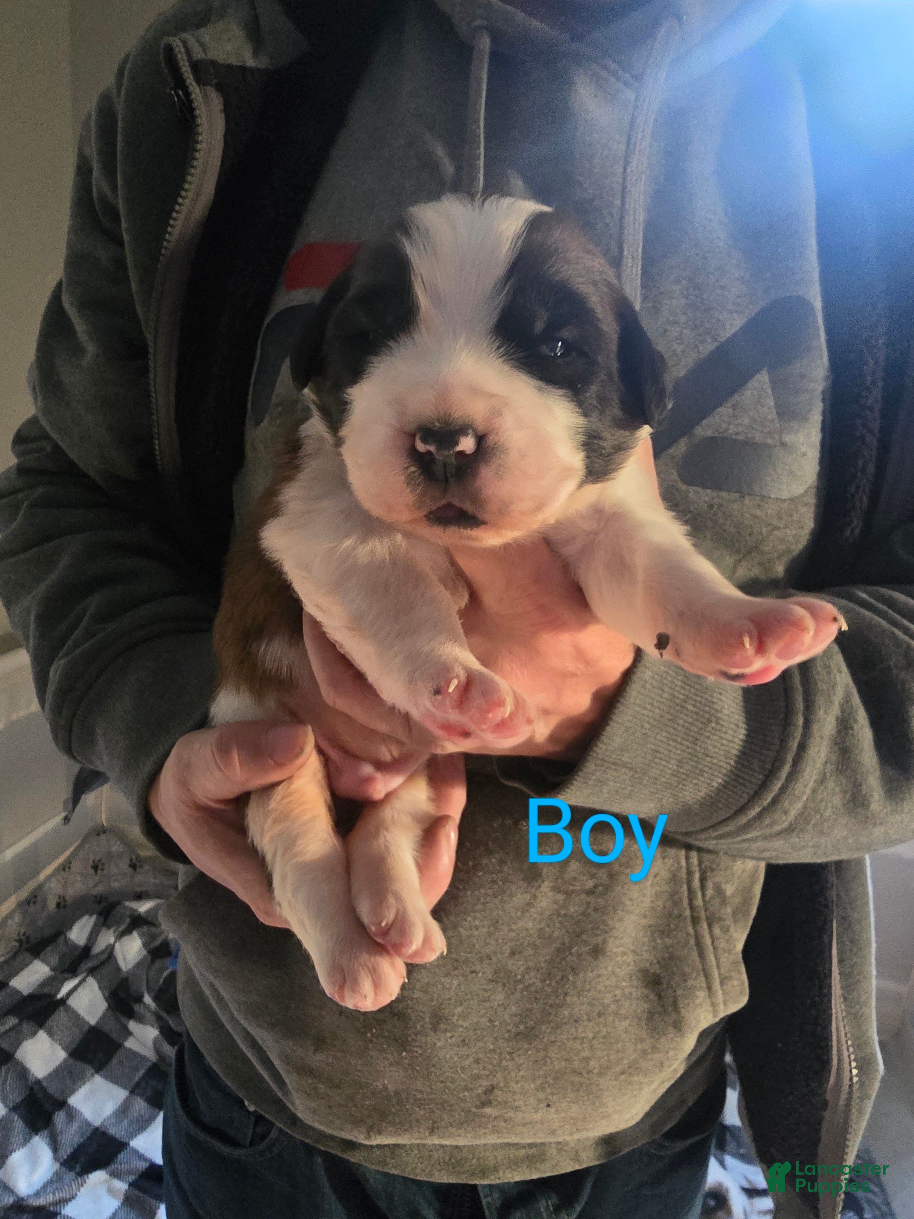 Saint Bernard dogs Saint Bernard Puppy 1 - Ad 18