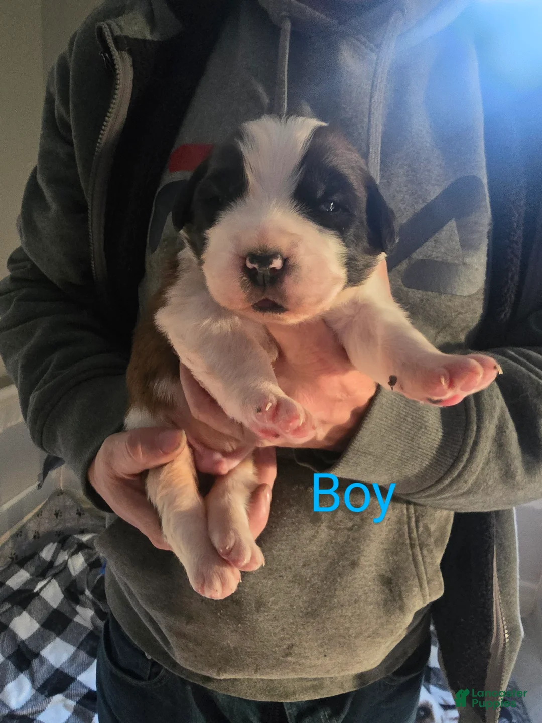 Saint Bernard dogs for sale: Saint Bernard Puppy 1 - Ad 1